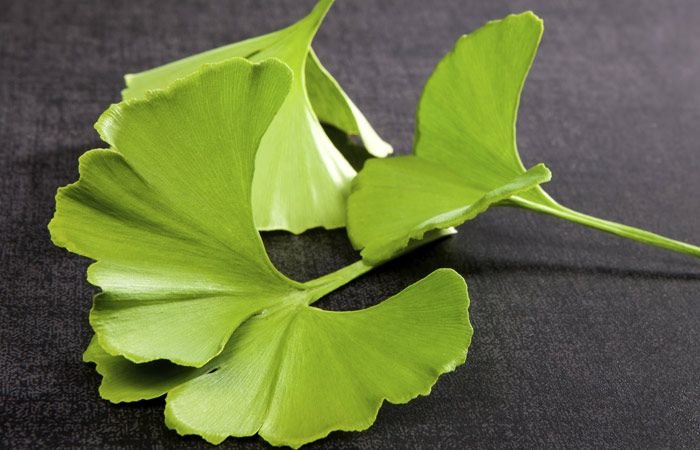 Ginkgo Biloba: Benefícios, Propriedades e Contraindicações para a Saúde