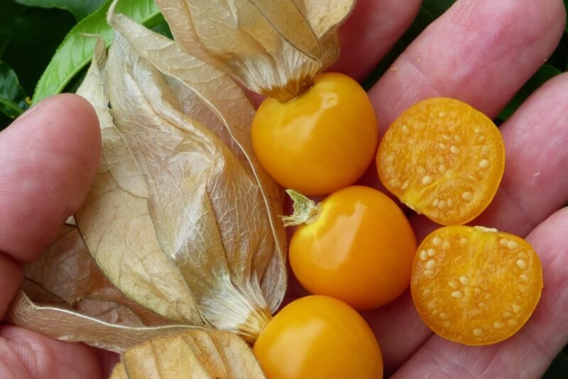 Psyllium: 8 Benefícios, Como Tomar, Onde Encontrar e Contraindicações