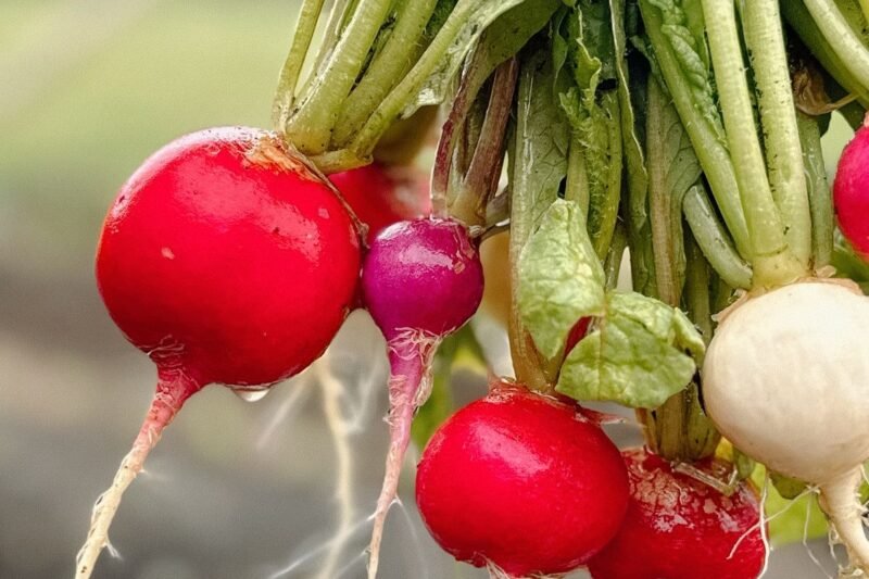Principais benefícios do rabanete para a saúde