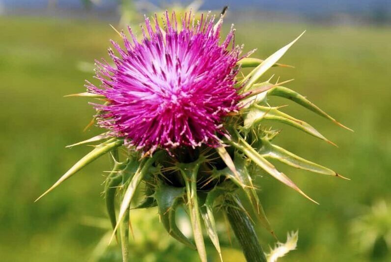 5 Principais Benefícios da Cardiomaria para a Saúde